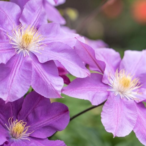 クレマチスの育て方。コツとお手入れ、植え替えや寄せ植えを一挙紹介します
