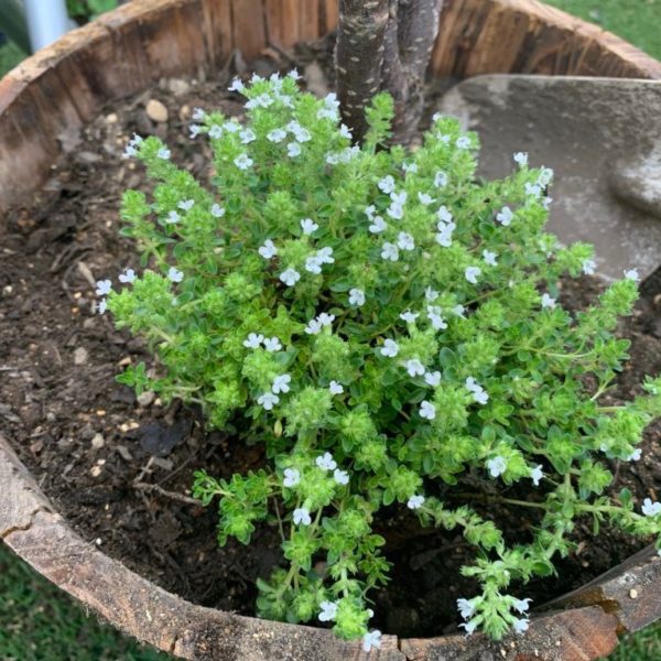 クリーピングタイム購入