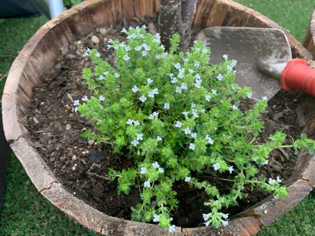 クリーピングタイム購入