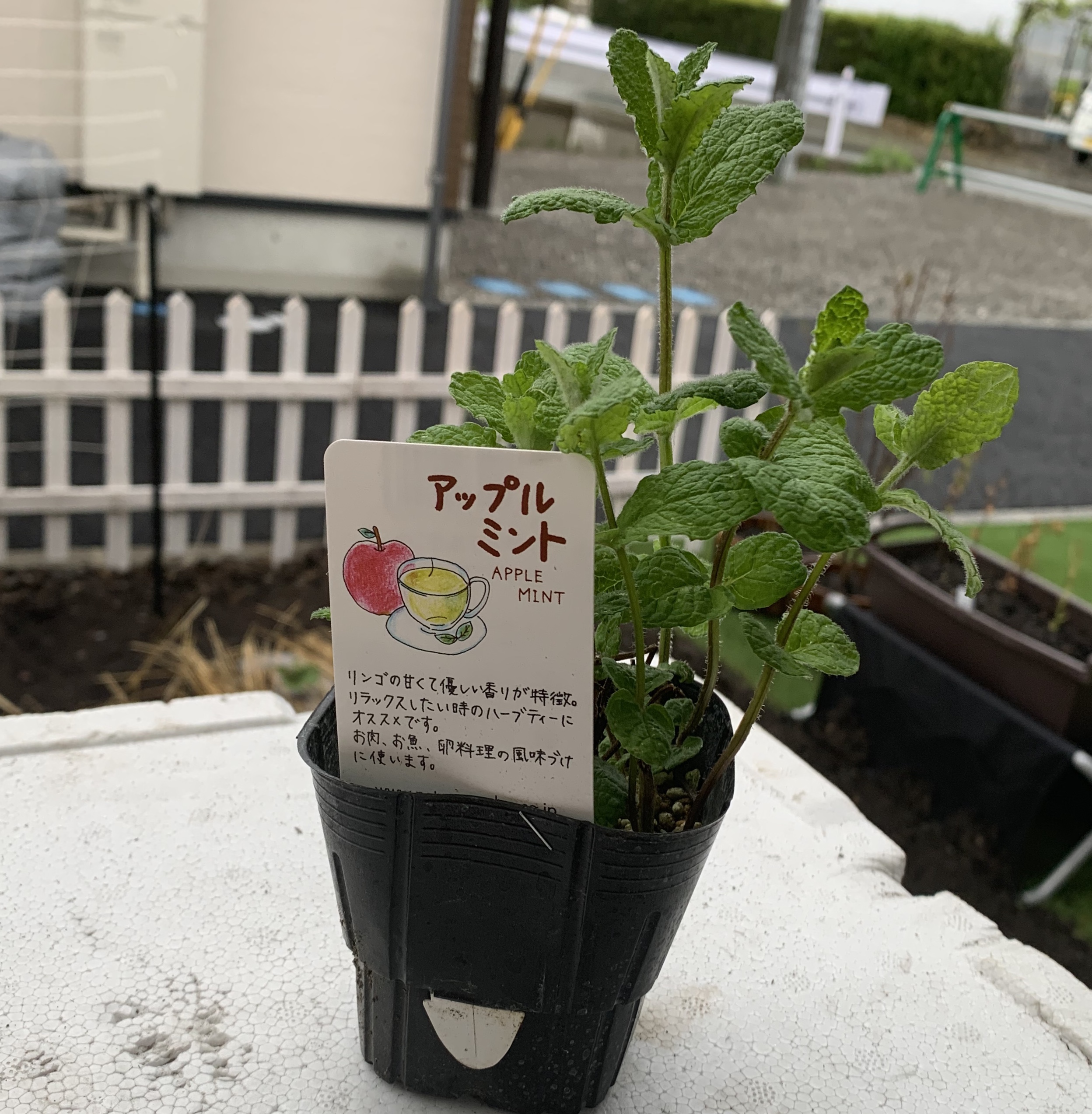アップルミント購入