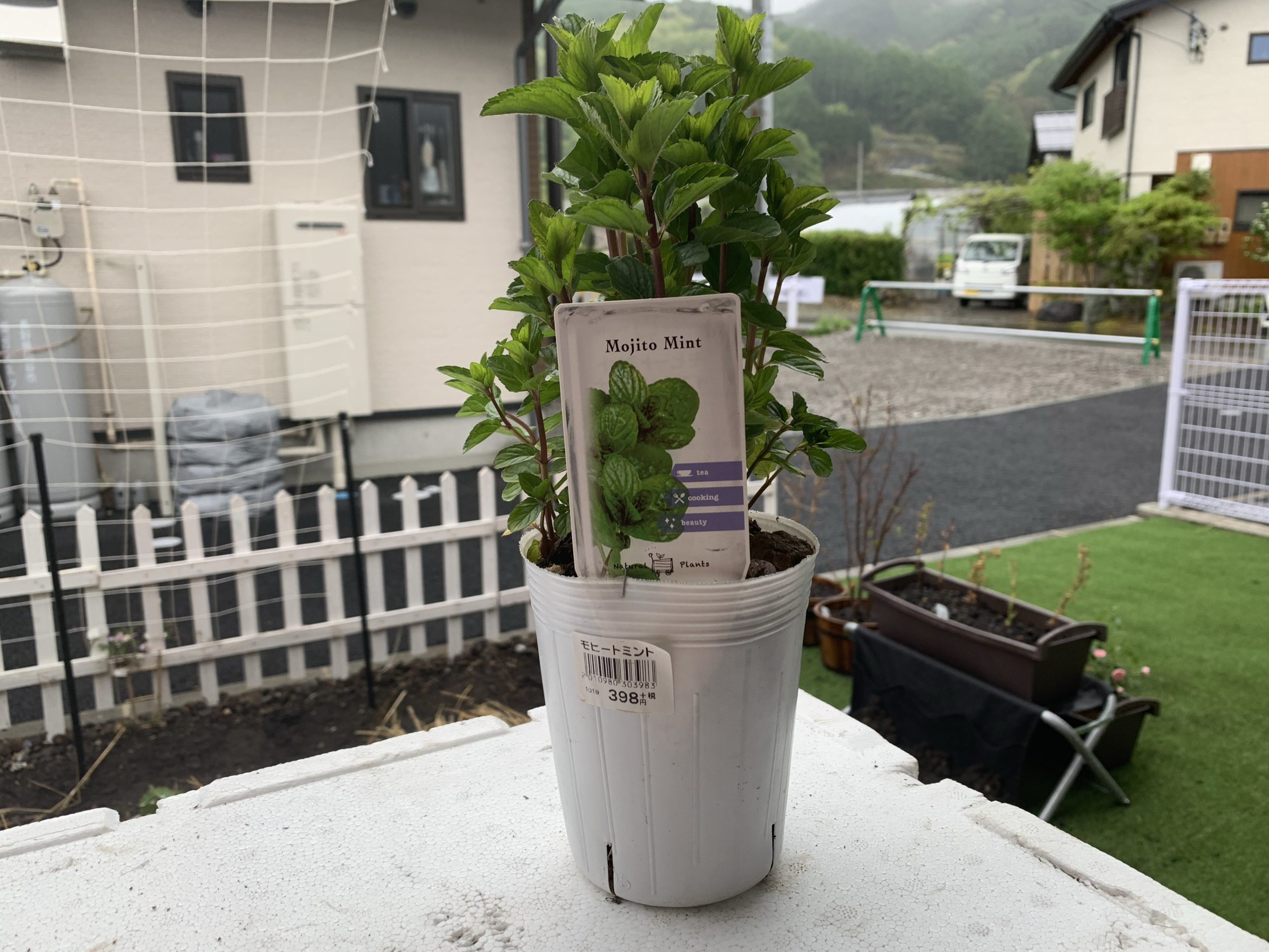 モヒートミント購入