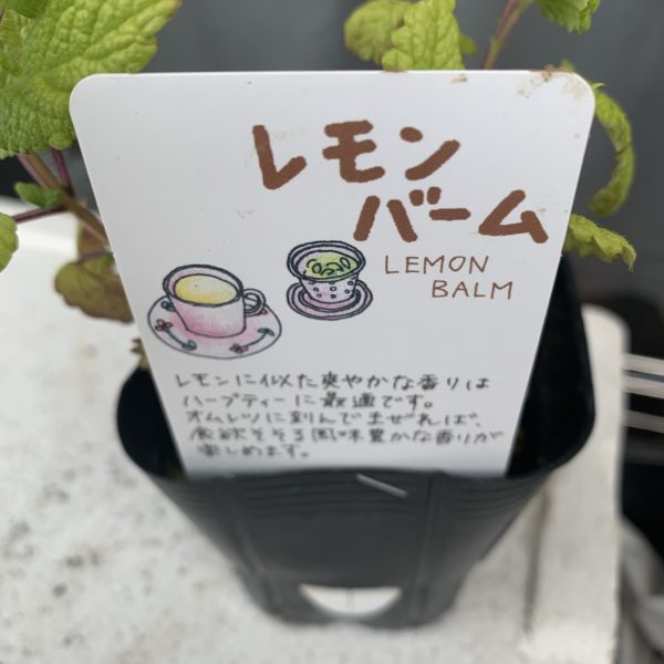 レモンバーム間違ってだぶって購入