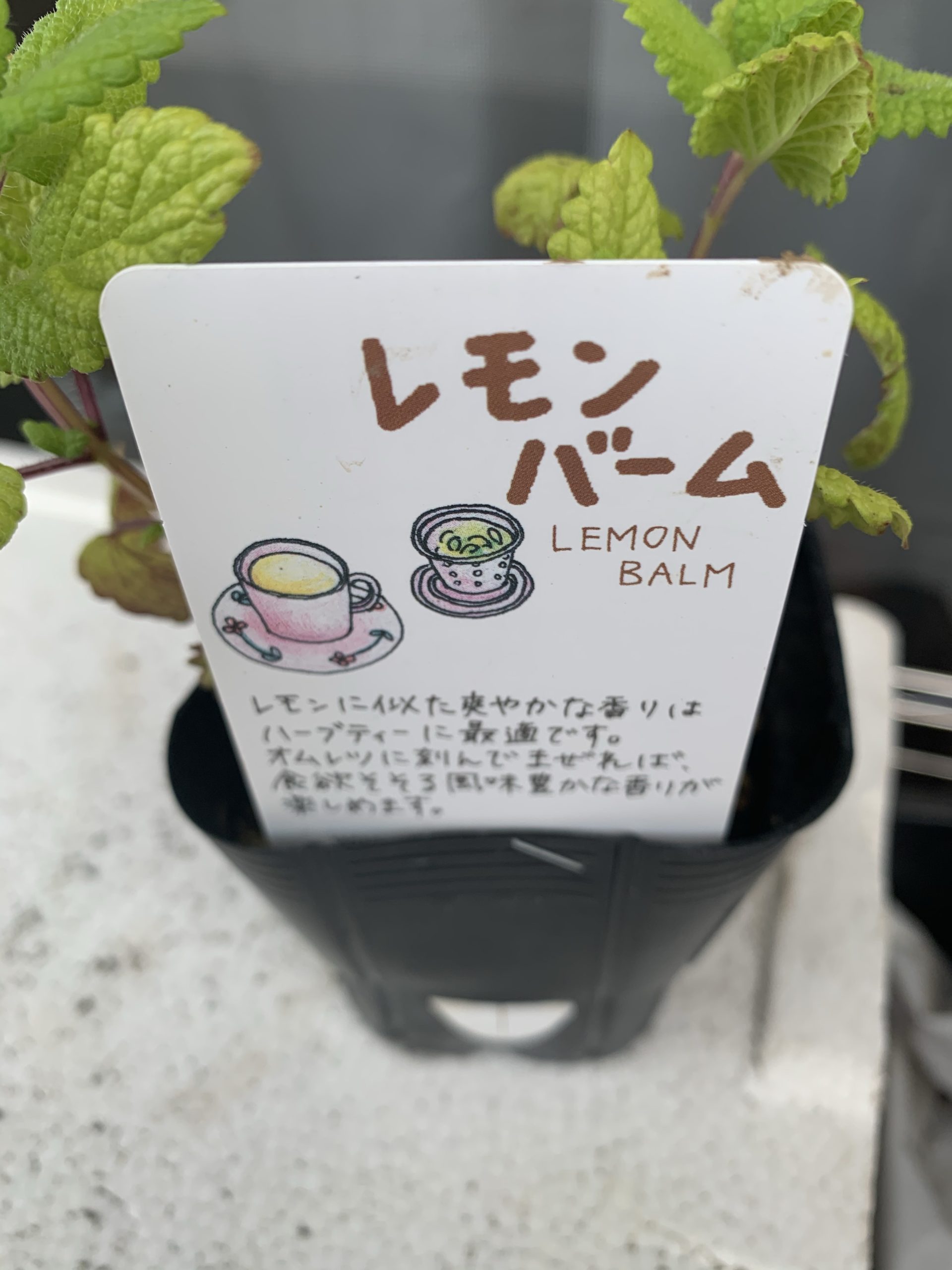 レモンバーム間違ってだぶって購入