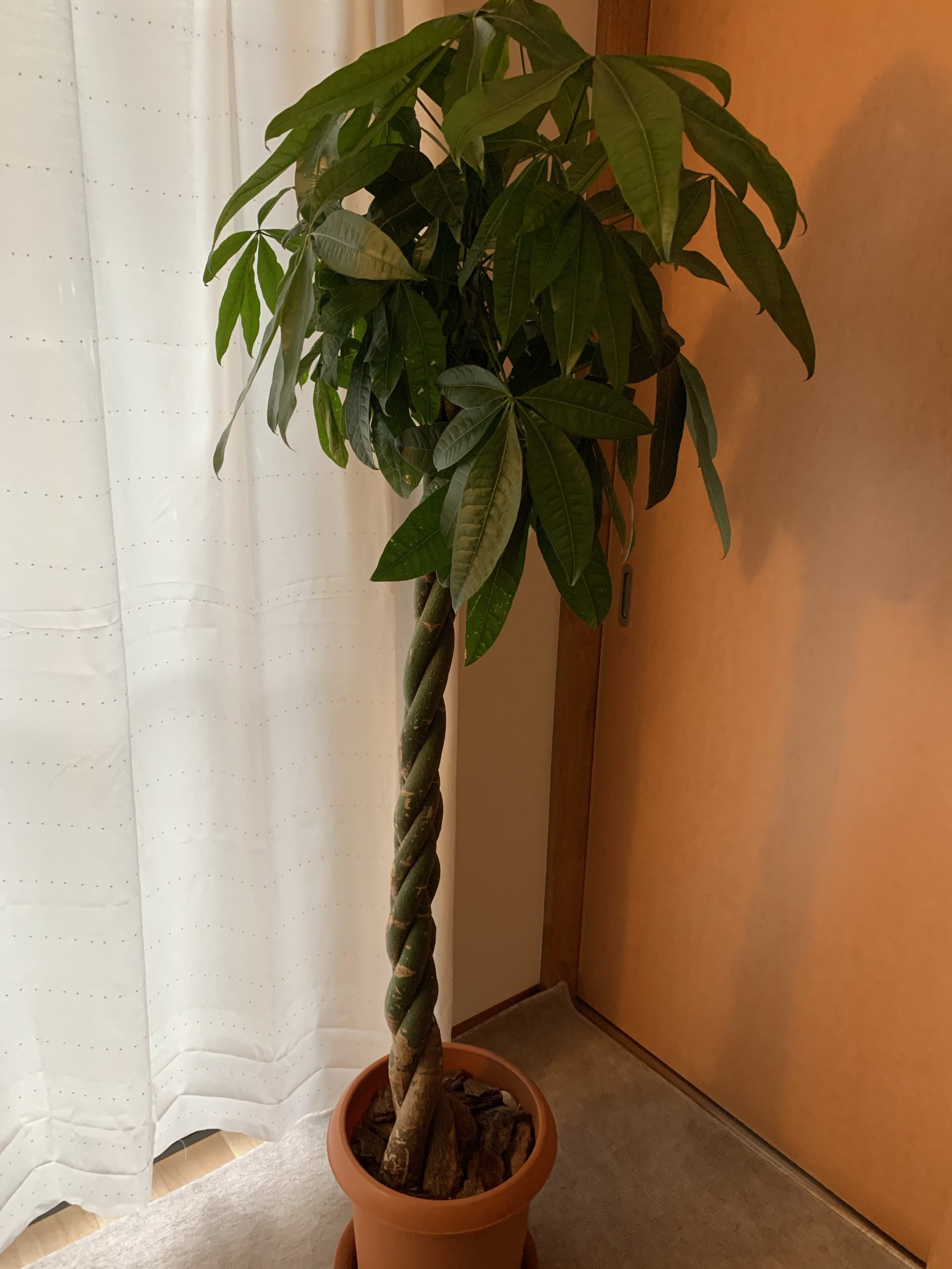 パキラ（Pachira）購入しました。