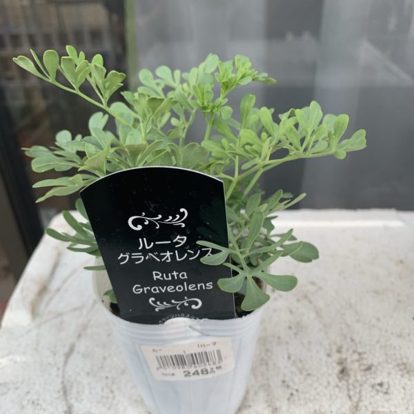 ルータグラベオレンスの苗を購入