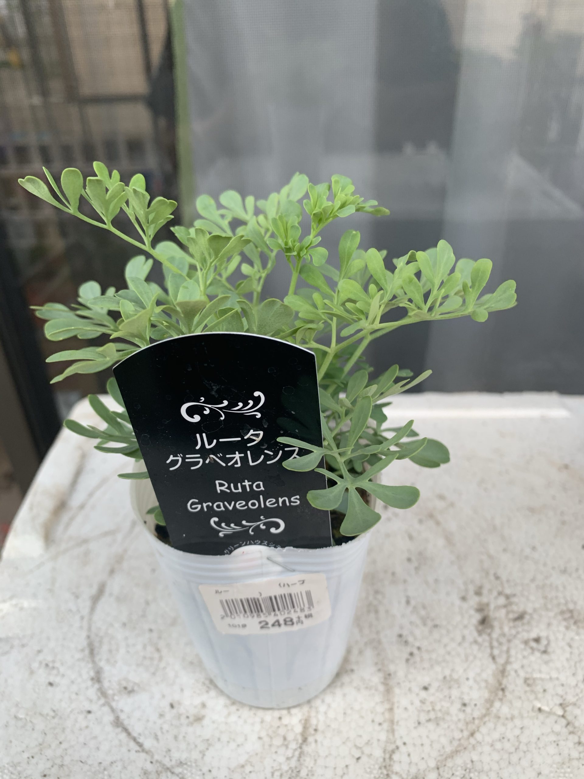 ルータグラベオレンスの苗を購入