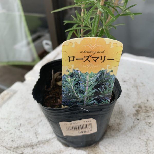 ローズマリーを購入