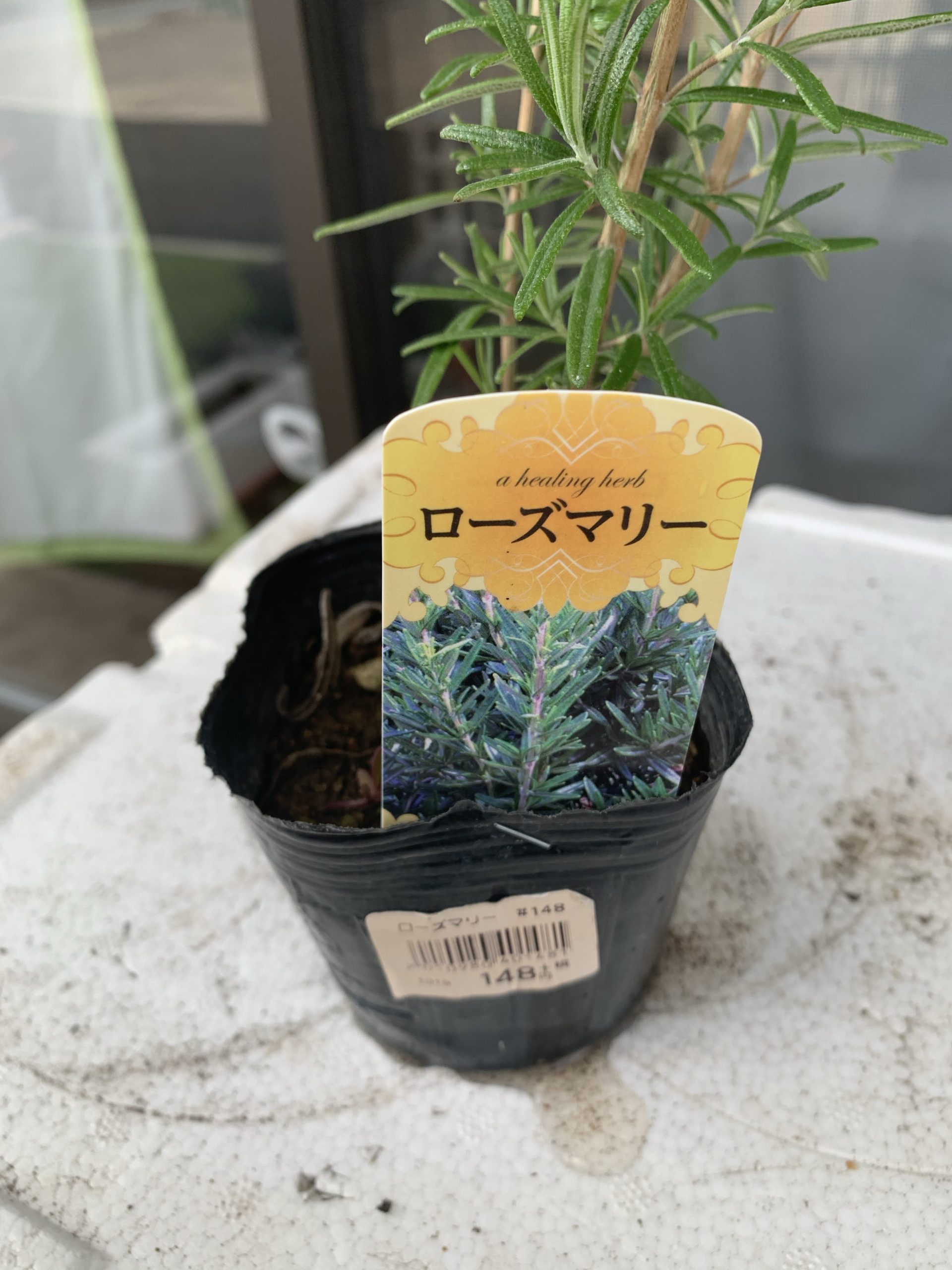 ローズマリーを購入