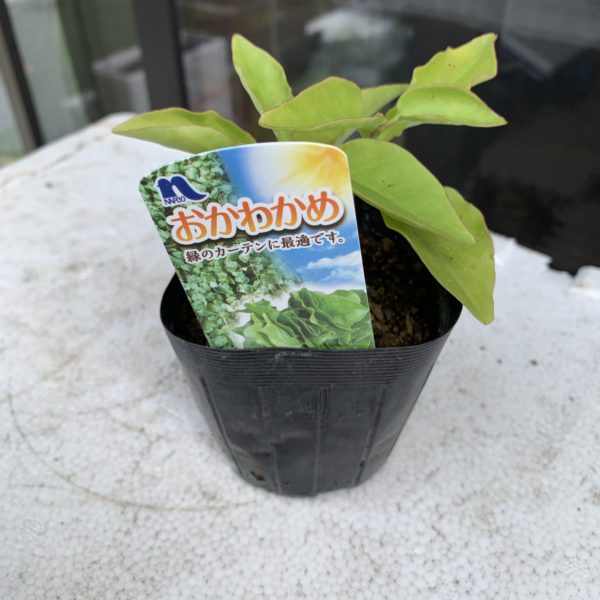 おかわかめの苗を購入