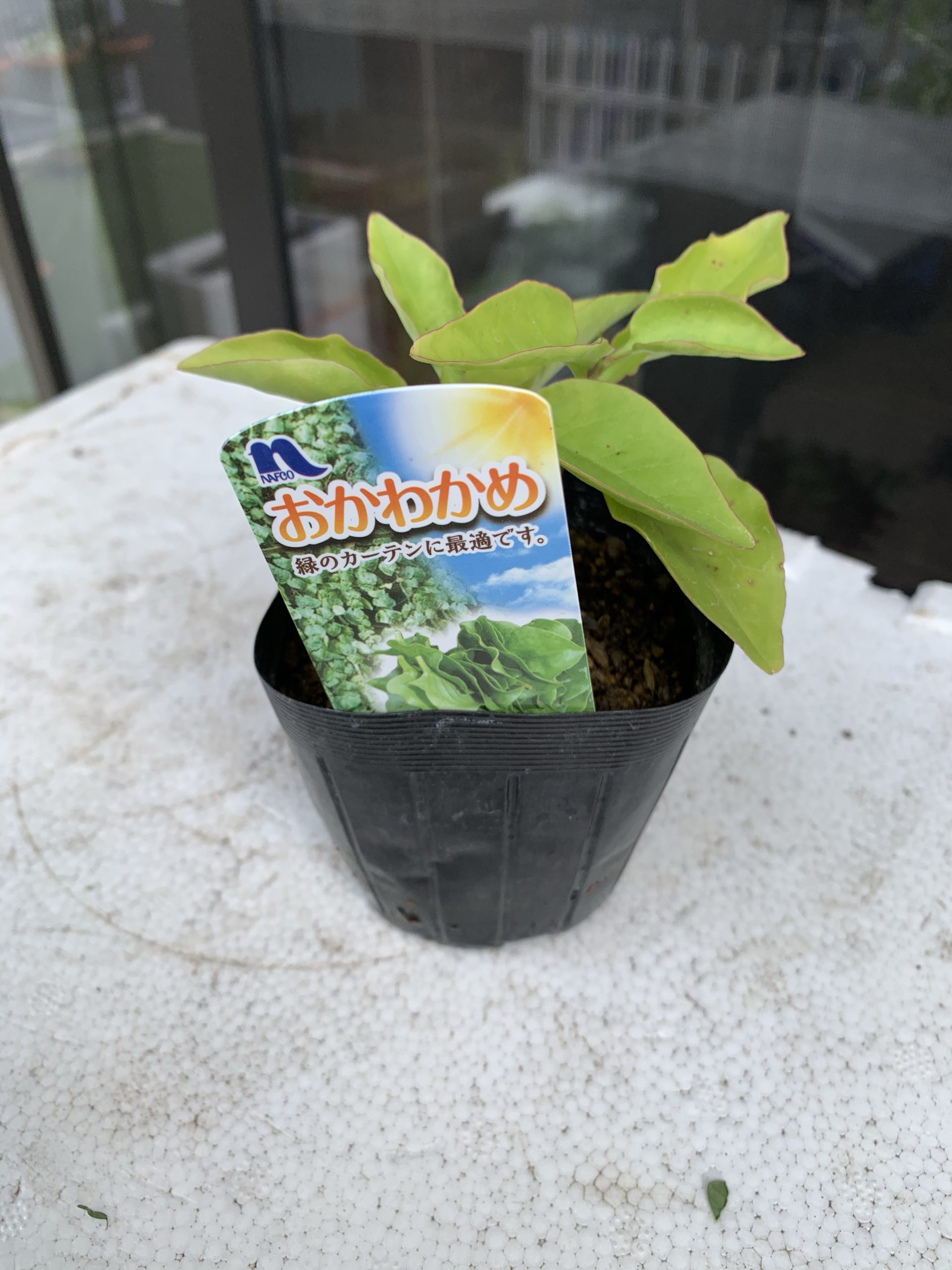 おかわかめの苗を購入