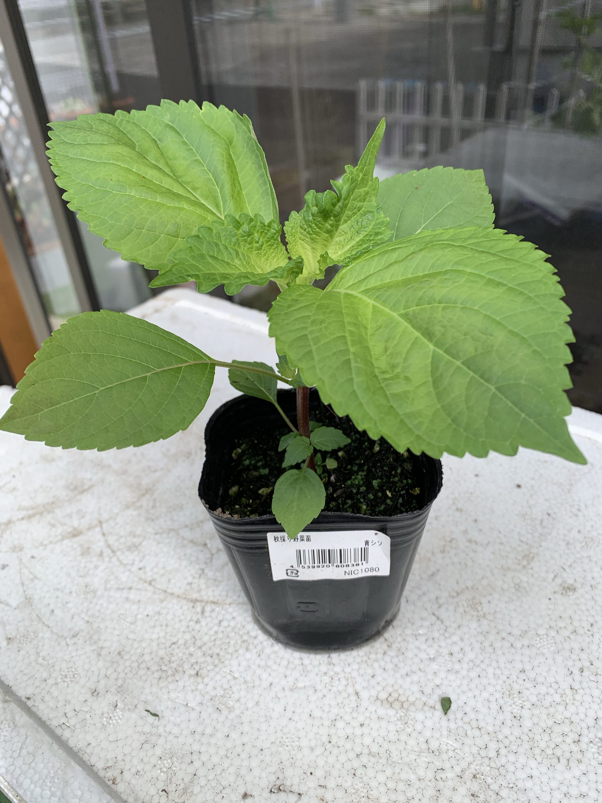 青じその苗を購入！害虫被害でとほほ…..