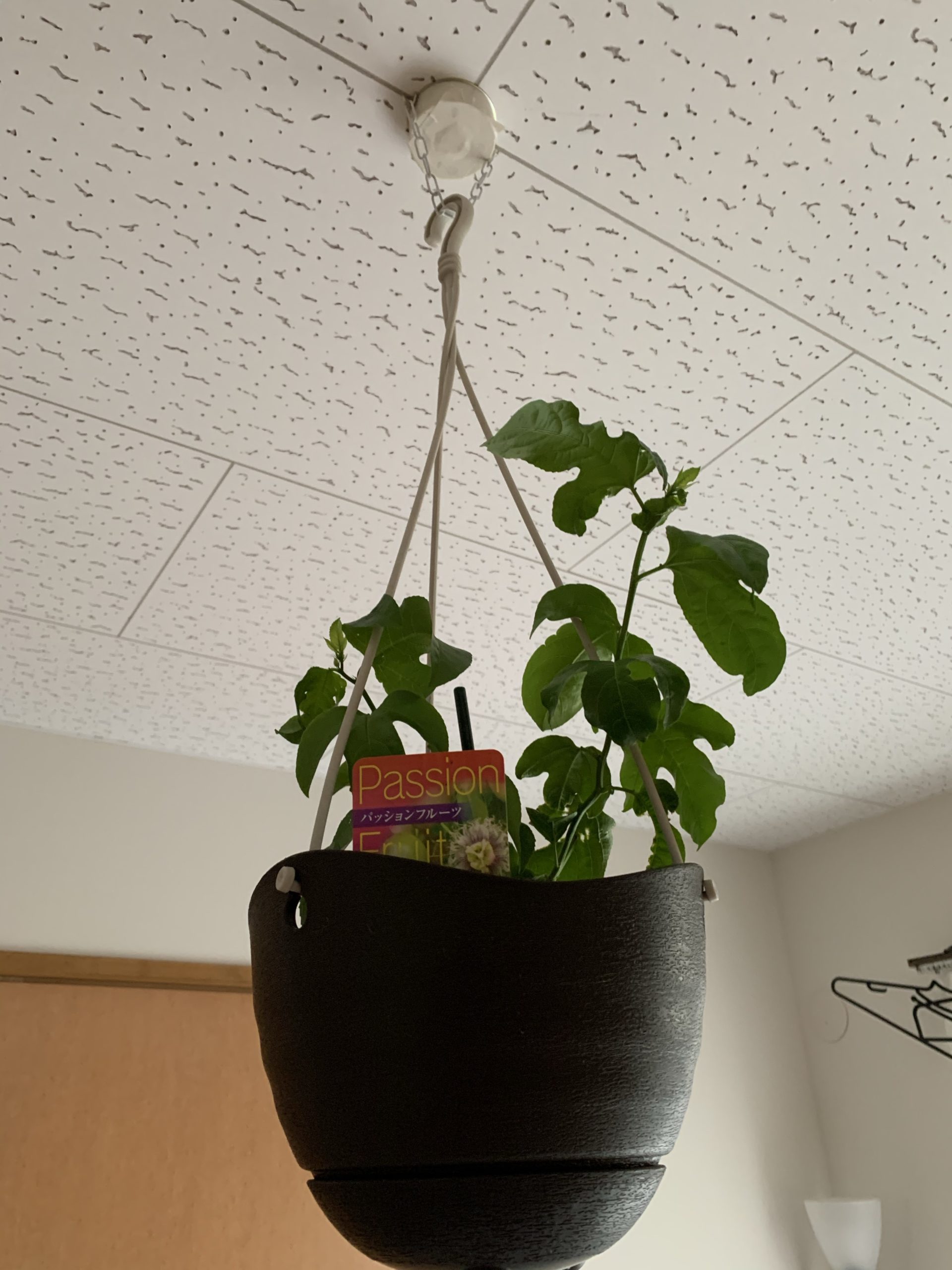 室内用としてパッションフルーツを購入したが….