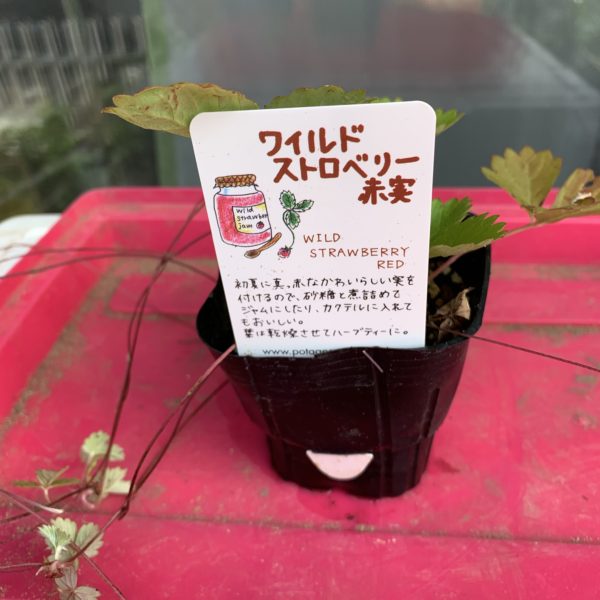 ワイルドストロベリー　赤実　を購入