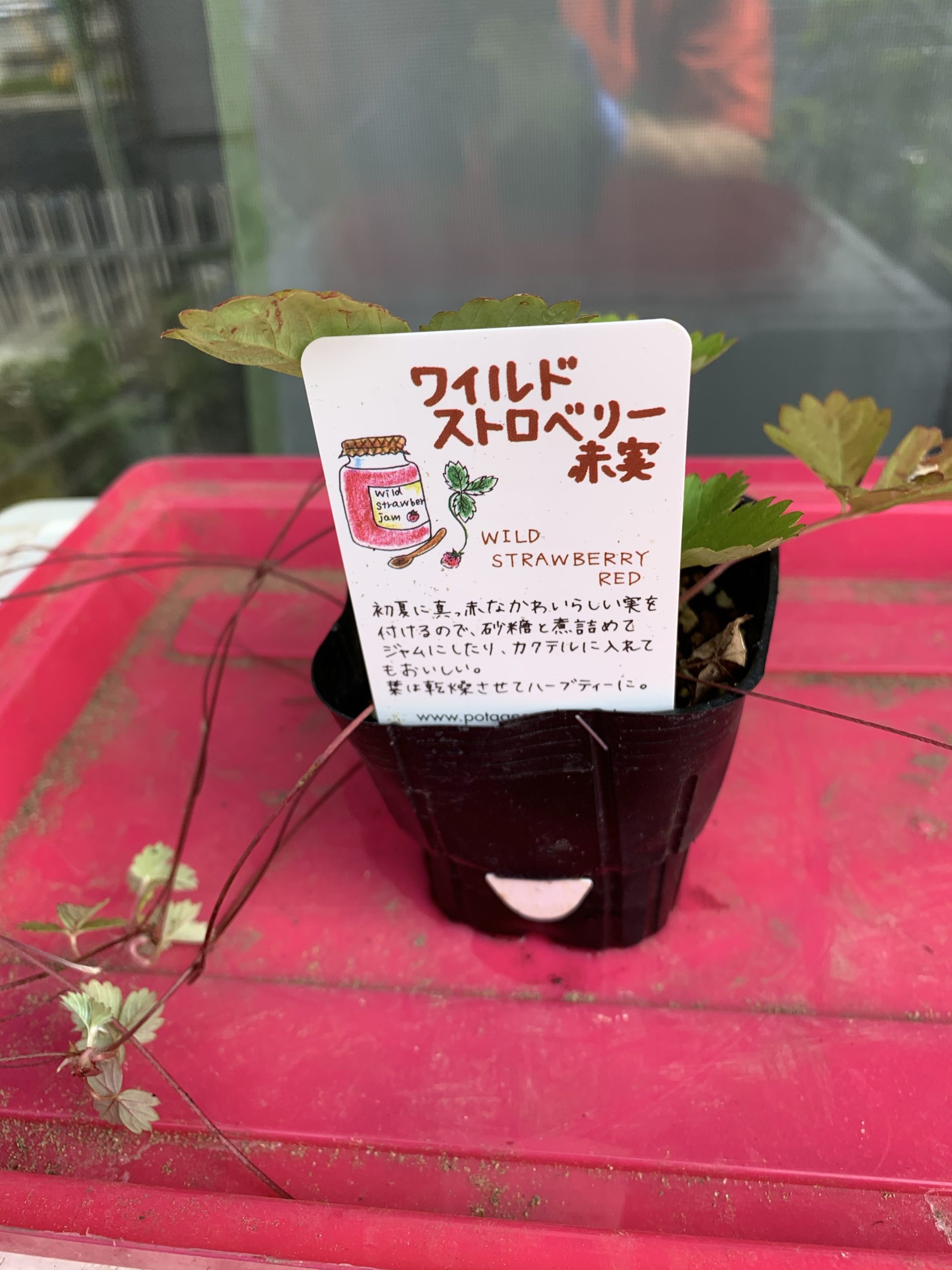 ワイルドストロベリー　赤実　を購入