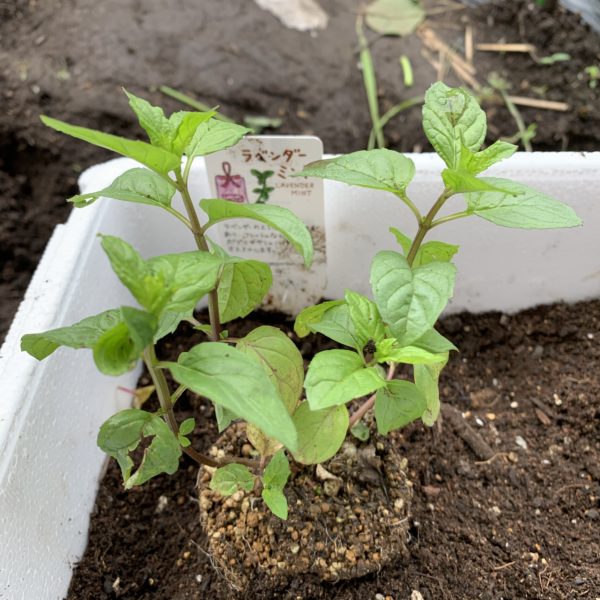 ラベンダーミントの苗を購入