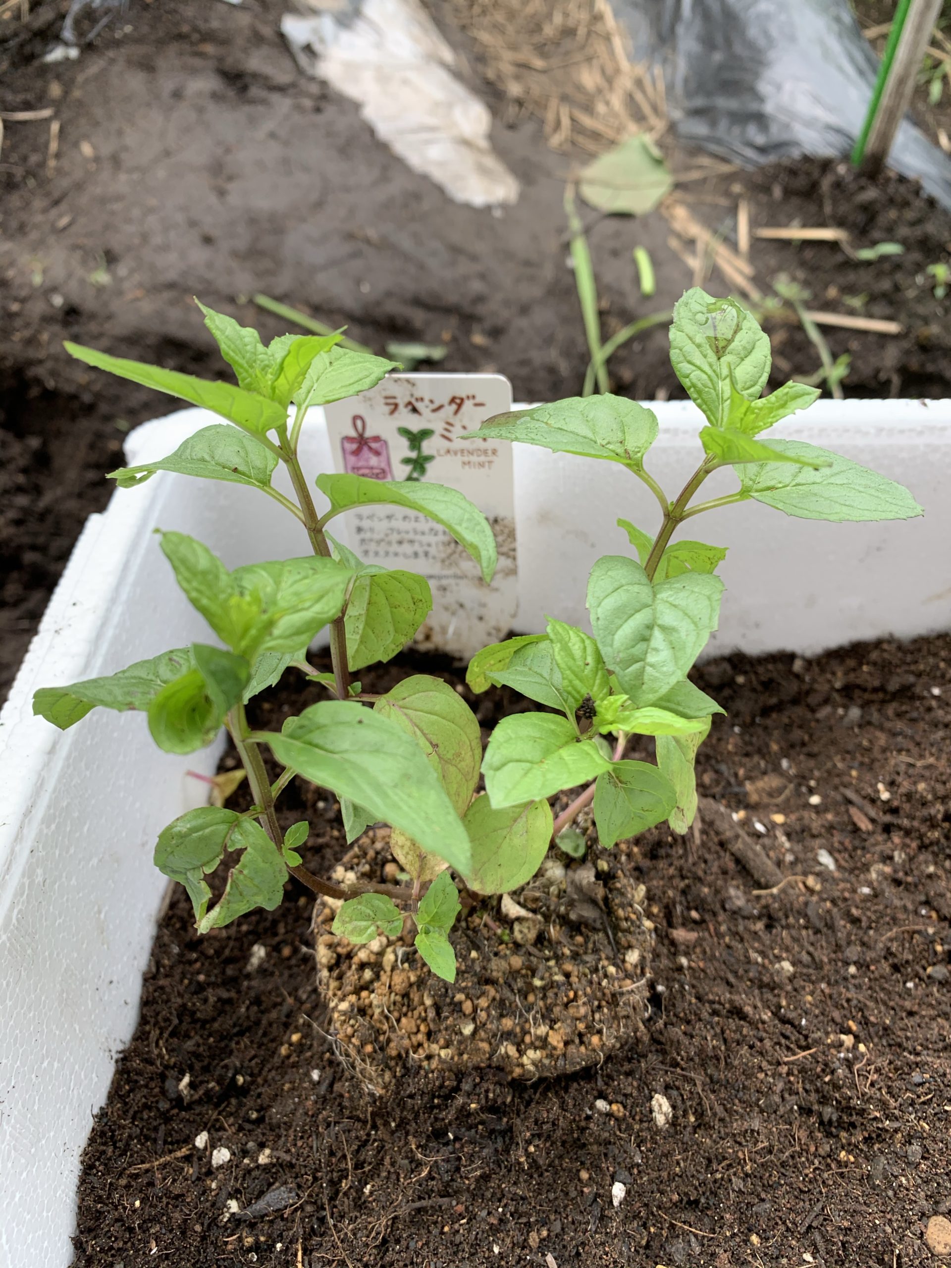 ラベンダーミントの苗を購入