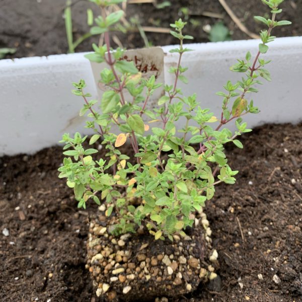 ポットタイムの苗を購入