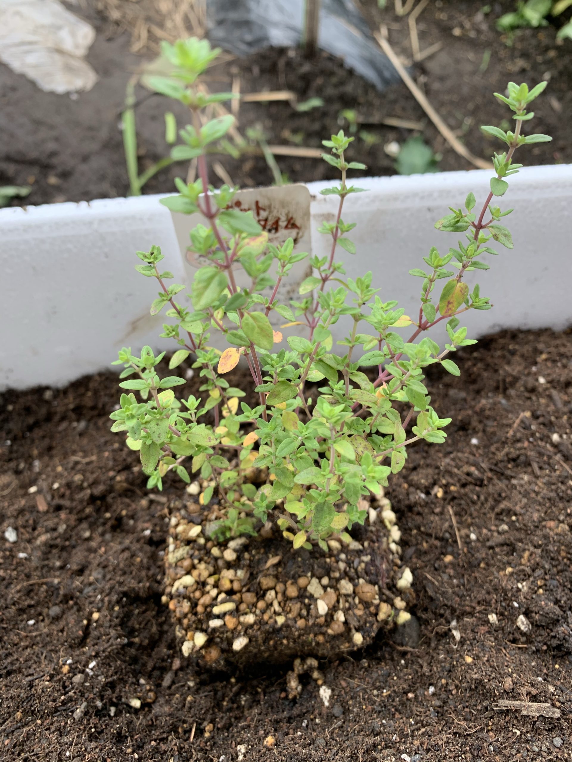 ポットタイムの苗を購入