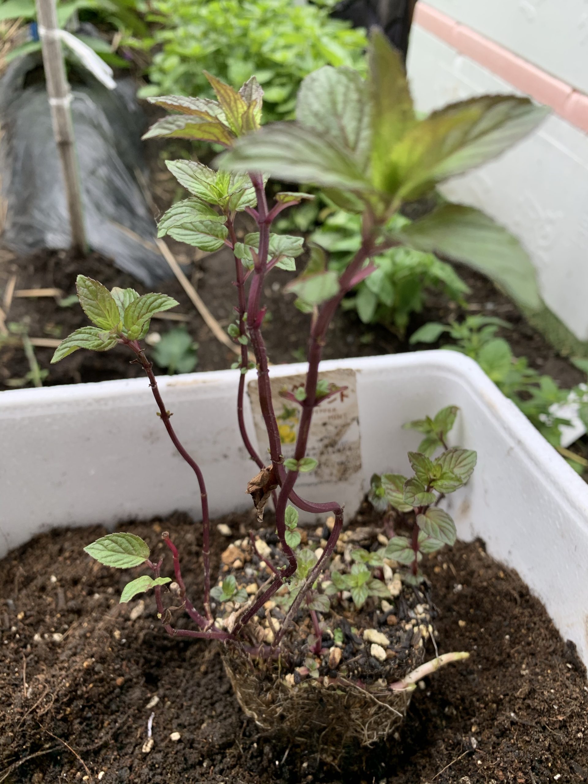 ペパーミントの苗を購入