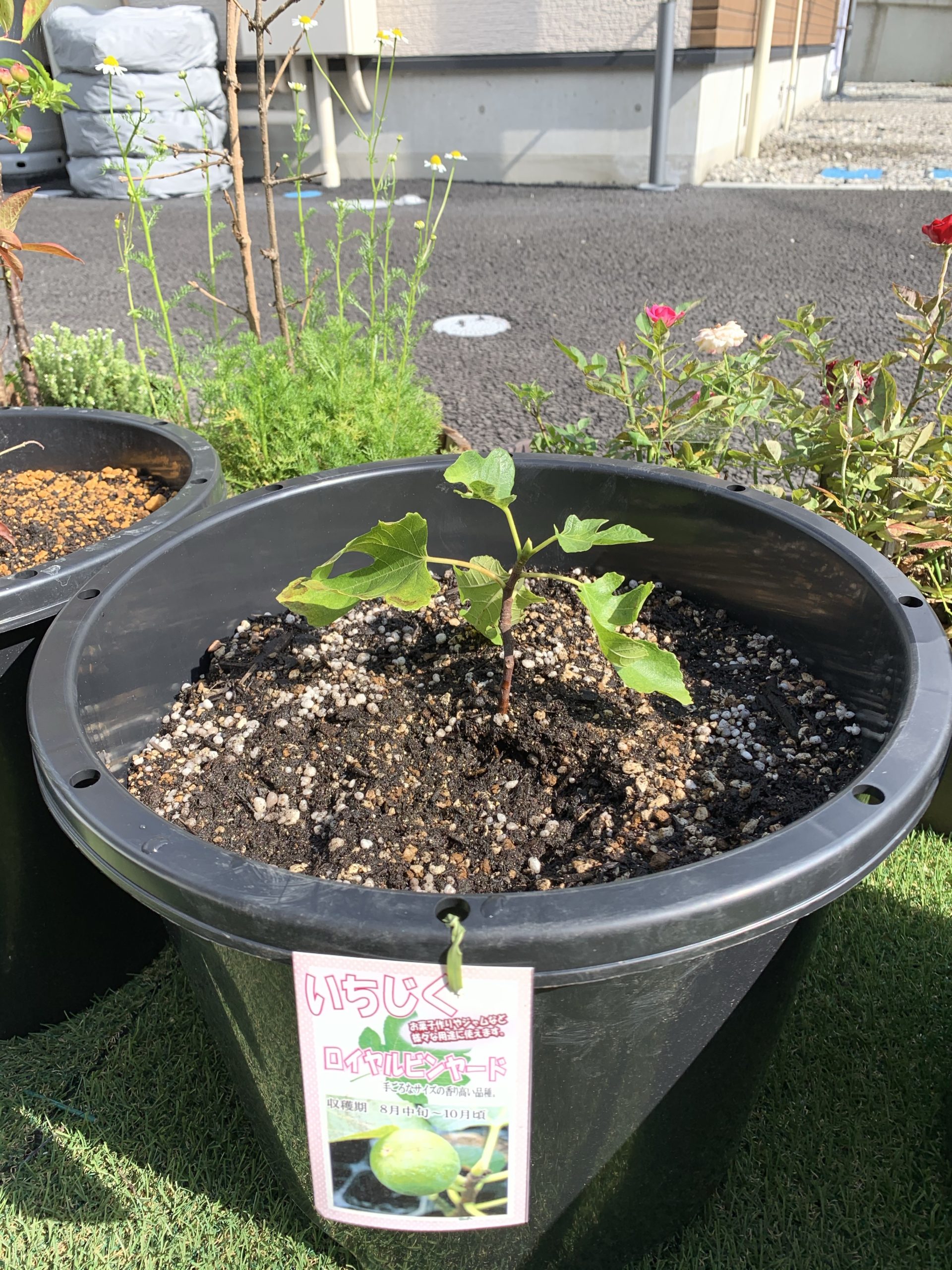 いちじくの苗を購入