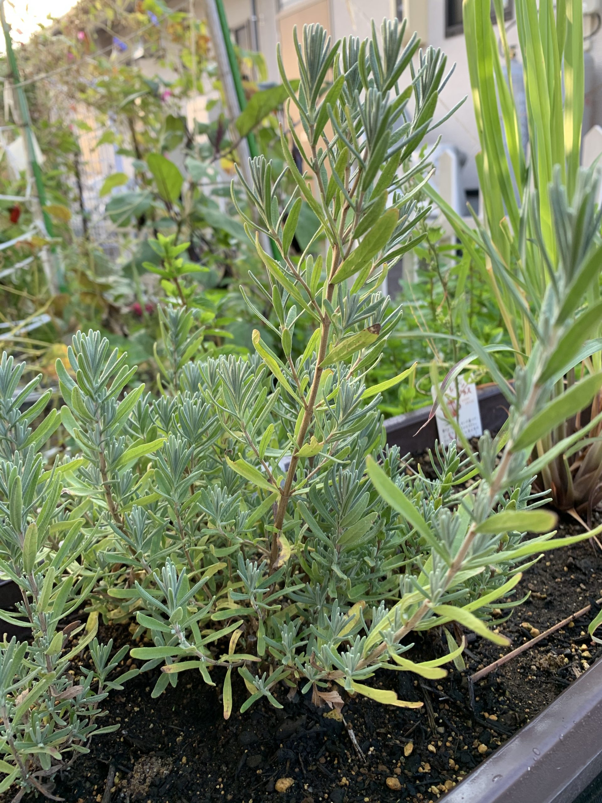 ラベンダー立派な葉は育つものの花がまっても待ってもいっこうに咲かない。