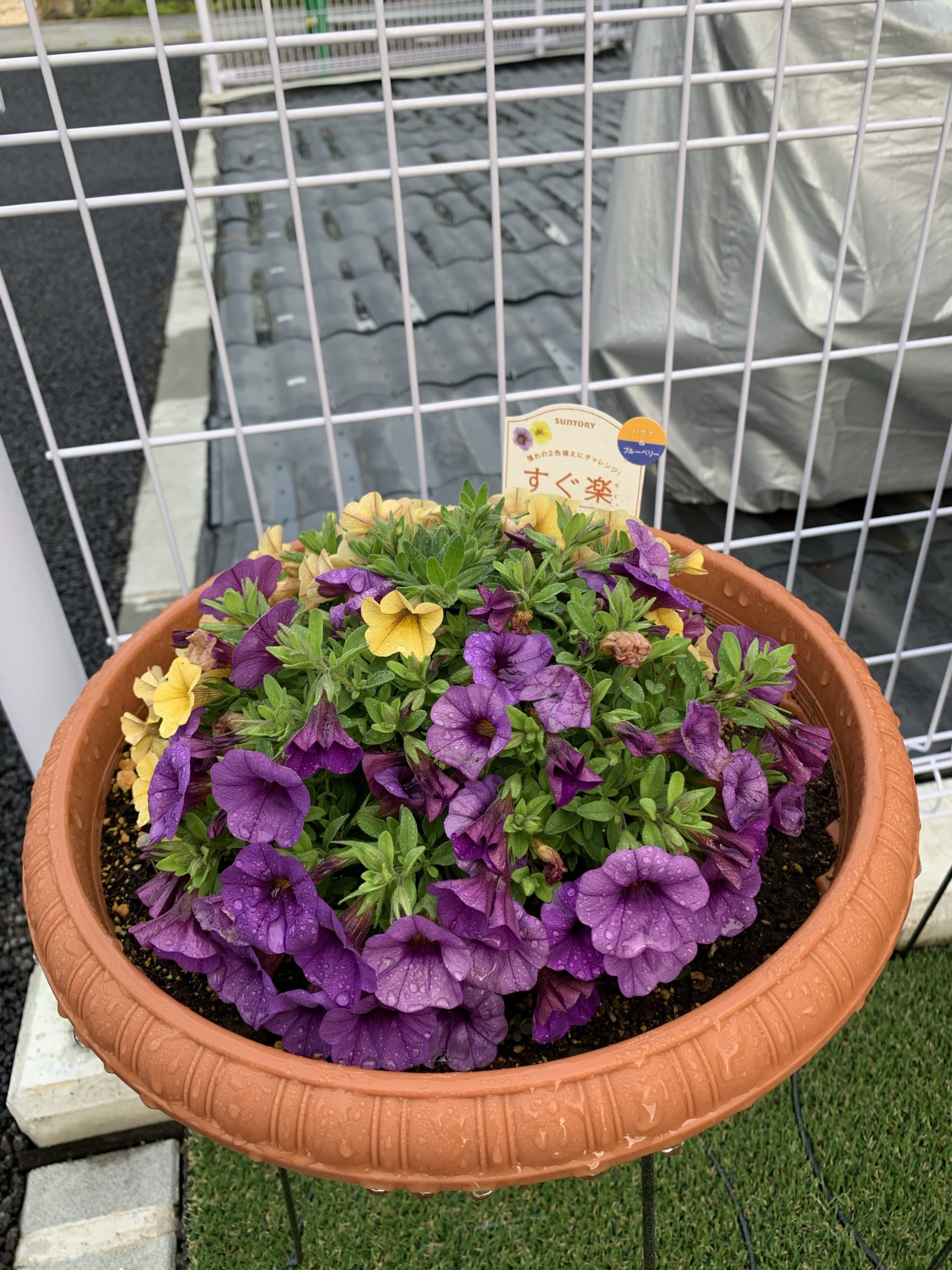 リオンベル約1ヶ月満開でひと安心です。