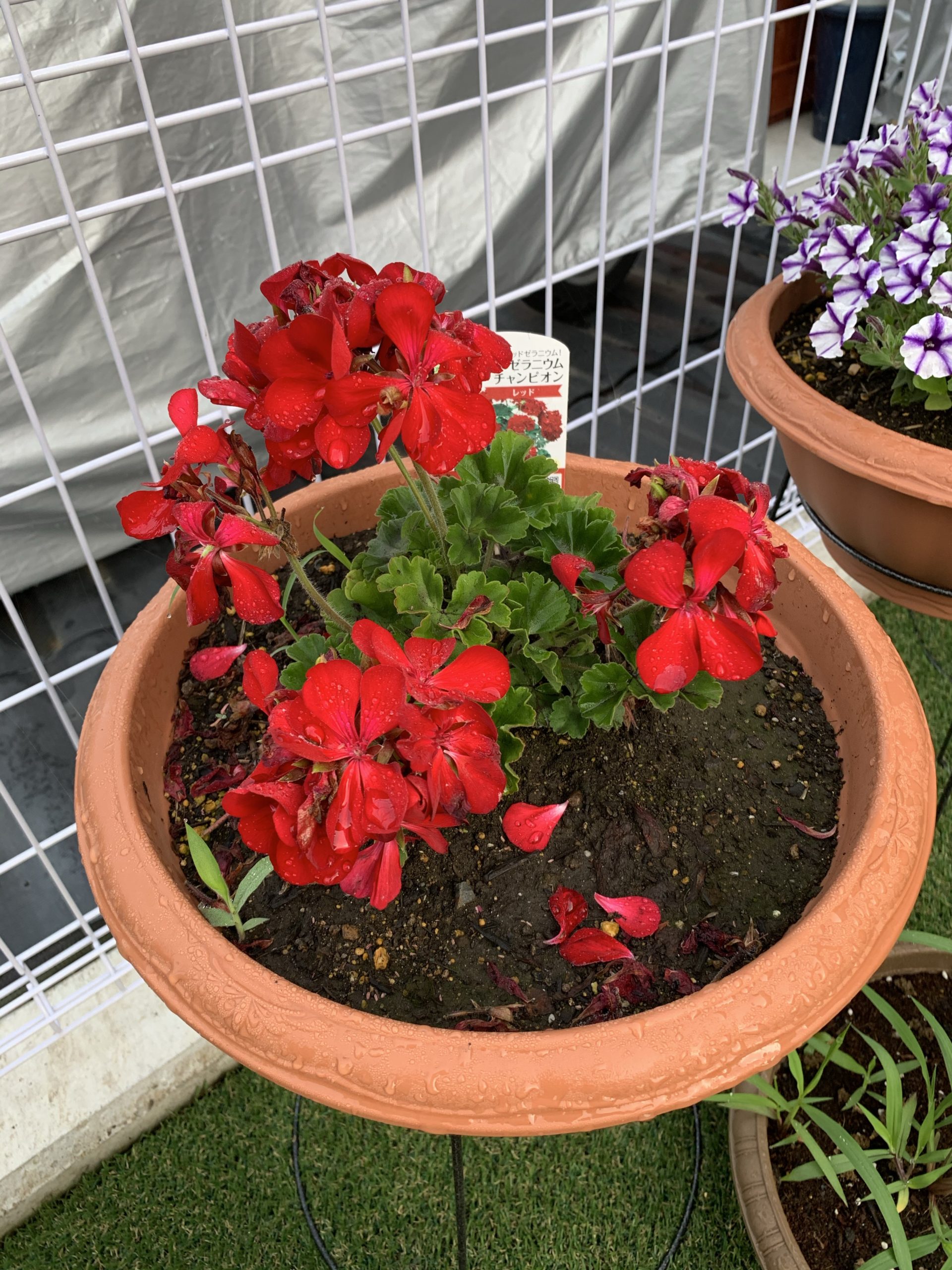 ゼラニウム（チャンピオン）レッドを購入