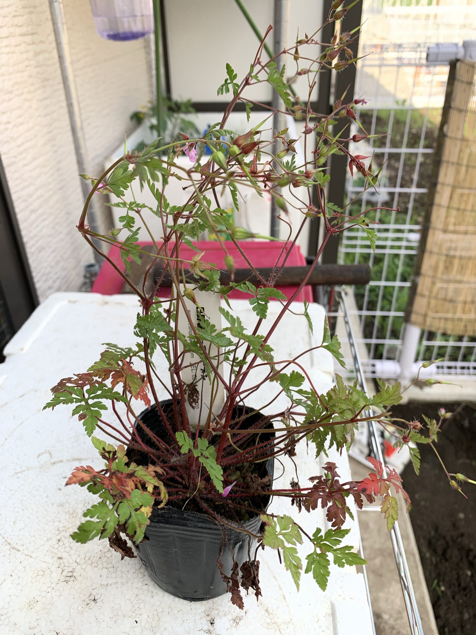 ハーブロバート（ヒメフウロ）（ポット苗）購入