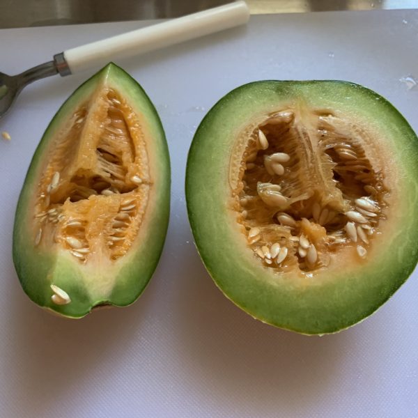 2020年今季生育終了したこだまメロン収穫量（１株分）