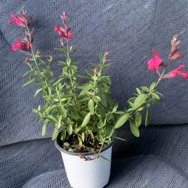 小さなエプロン　チェリーセージ　ピナフォア　長い期間花を楽しむことができるので購入！