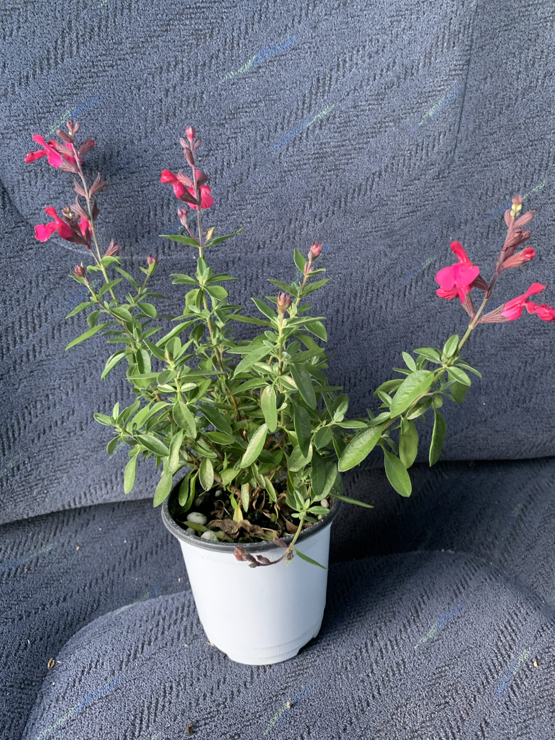小さなエプロン　チェリーセージ　ピナフォア　長い期間花を楽しむことができるので購入！