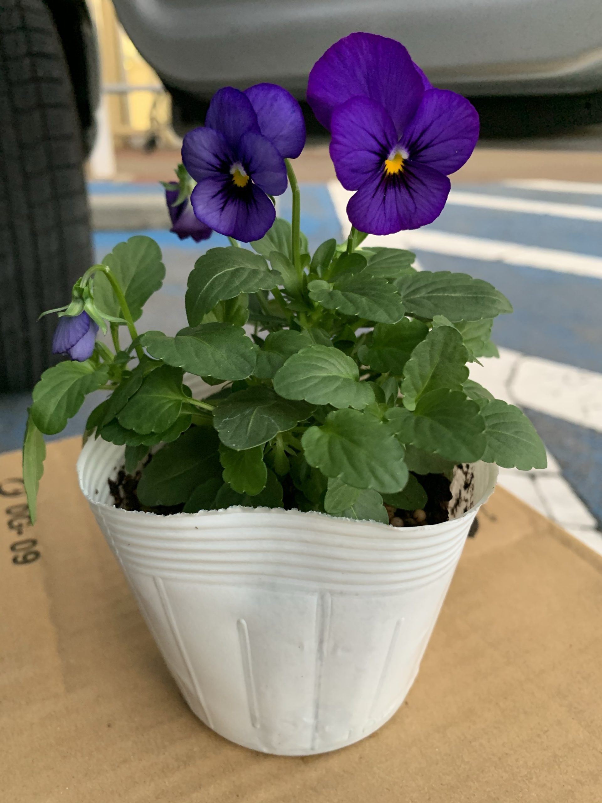 冬から春に定番のビオラの苗を購入